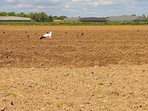 Ein Storch zu Gast auf einem Feld am Flugplatz